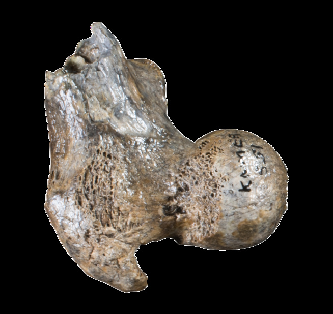 Kenya: Des entreprises américaines mettent en ligne plus de 10 millions d’artéfacts kenyans Kenya: Des entreprises américaines mettent en ligne plus de 10 millions d’artéfacts kenyans