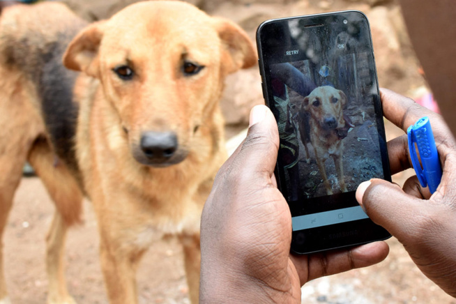 Tanzanie: des chercheurs utilisent une application pour lutter contre la rage Tanzanie: des chercheurs utilisent une application pour lutter contre la rage