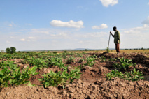 Un portail internet mis en place par l’ONU afin d’aider l’Afrique à s’adapter au changement climatique Un portail internet mis en place par l’ONU afin d’aider l’Afrique à s’adapter au changement climatique