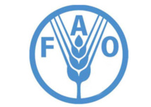 Afrique : la FAO lance une application mobile pour en savoir plus sur les poissons que nous mangeons