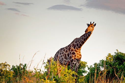 Zimbabwe : La technologie de reconnaissance faciale utilisée pour identifier les girafes