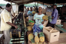 Cote d'Ivoire: l’accès à l'information agricole sur internet en faveur des professionnels