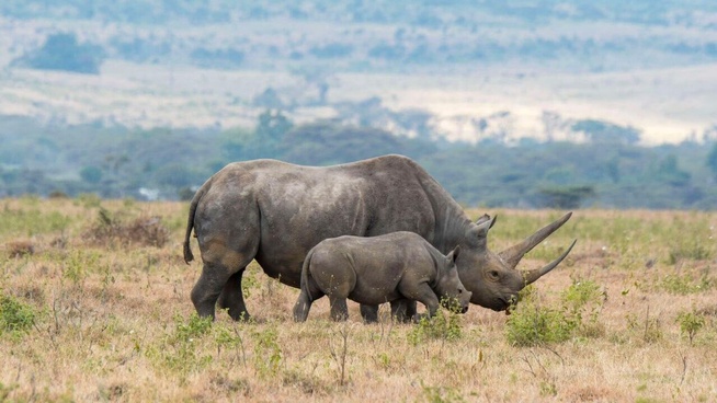 Kenya : un système d'IA pour protéger les jeunes rhinocéros noirs du parc national d'Aberdare