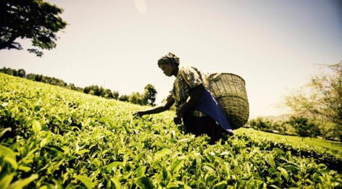 Mastercard lance une place de marché mobile pour les agriculteurs