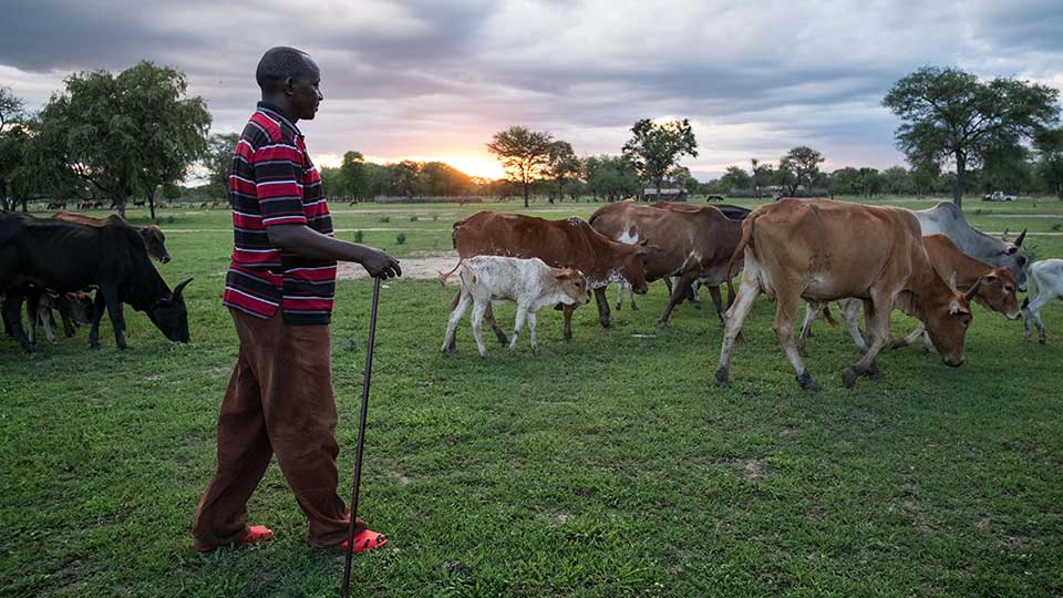 Tanzanie : le commerce de bétail passe au numérique