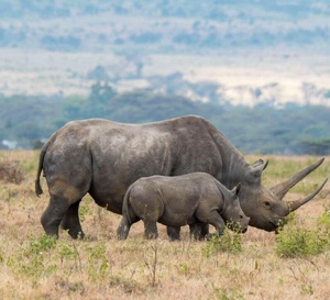 Kenya : un système d'IA pour protéger les jeunes rhinocéros noirs du parc national d'Aberdare
