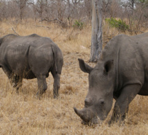 La technologie militaire au secours des rhinocéros du parc national Kruger, en Afrique du Sud