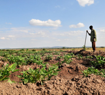 Un portail internet mis en place par l’ONU afin d’aider l’Afrique à s’adapter au changement climatique