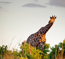 Zimbabwe : La technologie de reconnaissance faciale utilisée pour identifier les girafes