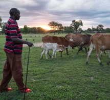 Tanzanie : le commerce de bétail passe au numérique