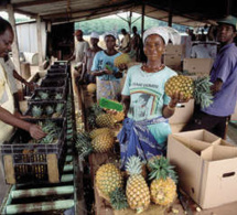 Cote d'Ivoire: l’accès à l'information agricole sur internet en faveur des professionnels