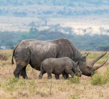 Kenya : un système d'IA pour protéger les jeunes rhinocéros noirs du parc national d'Aberdare